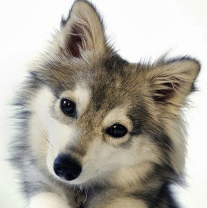 Meet your Posher, Connie